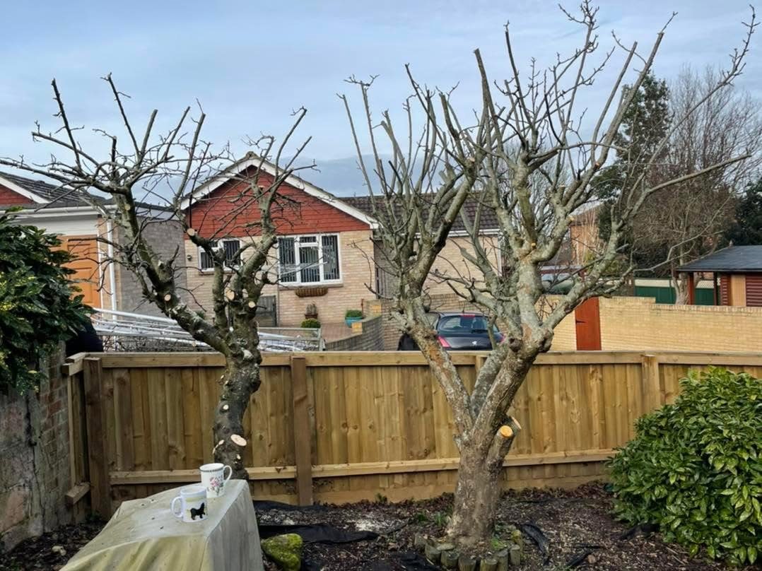 A pruned garden tree beside a timber fence