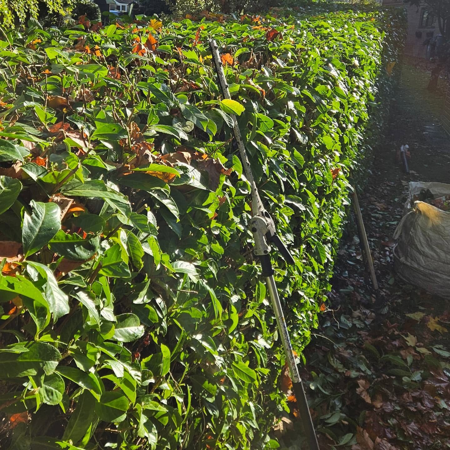 Garden hedge being trimmed along a timber fence
