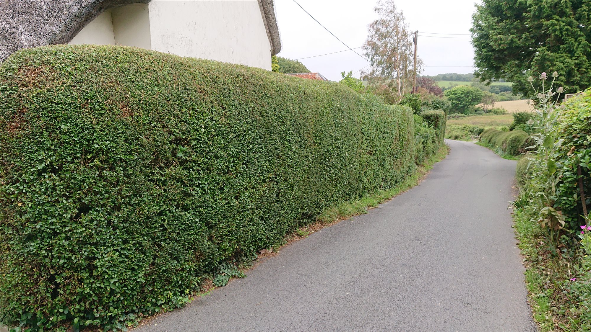 Neatly trimmed garden hedge