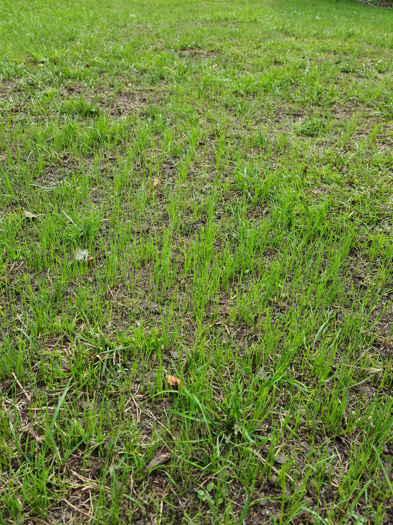 Fresh grass shoots growing through prepared soil
