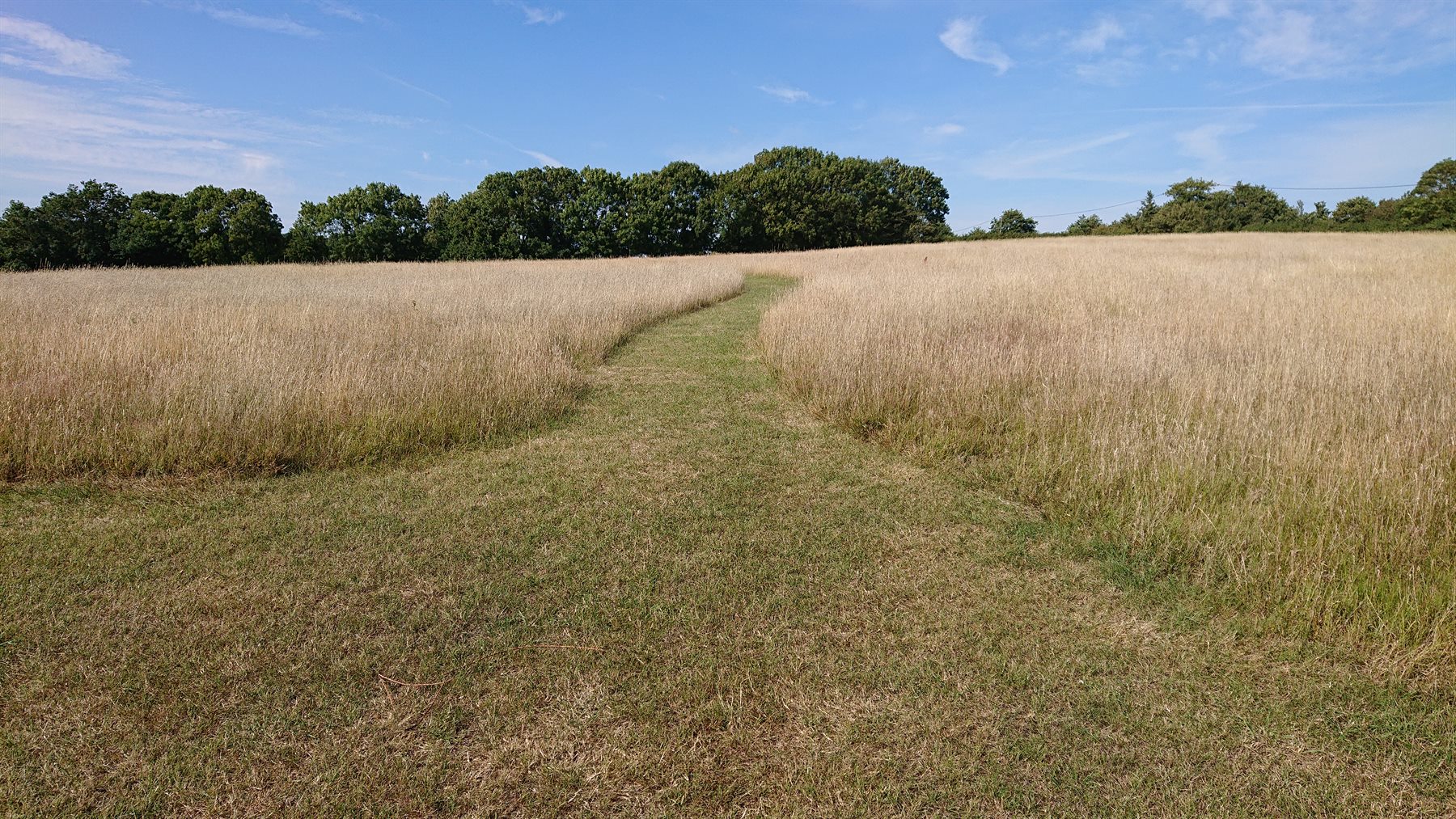 A wide paddock with a mown track through established grass