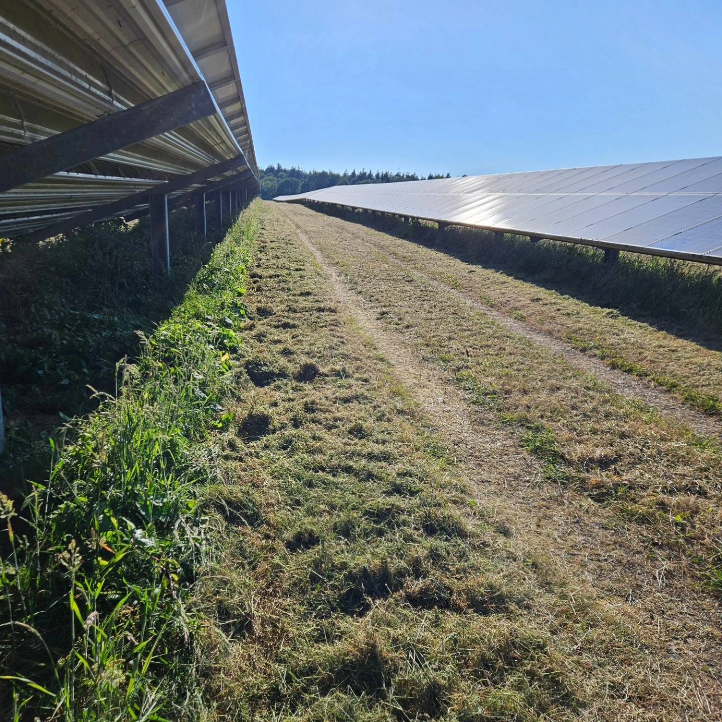 Mown service track between solar-panel arrays