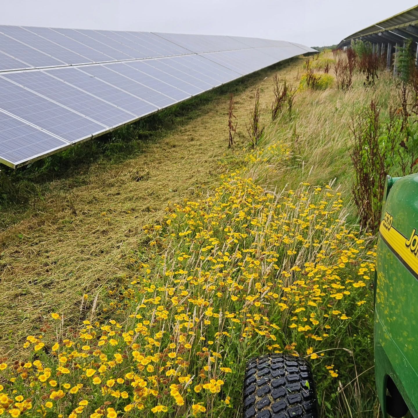 Grass and vegetation being cut beneath solar panels