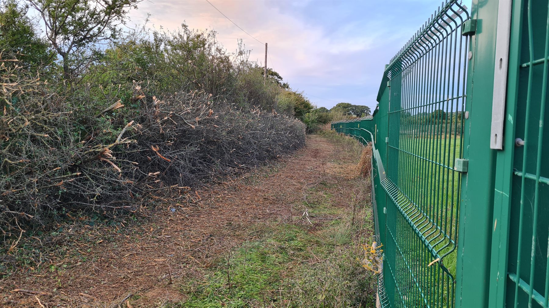 Brush and vegetation cleared beside a solar-site boundary
