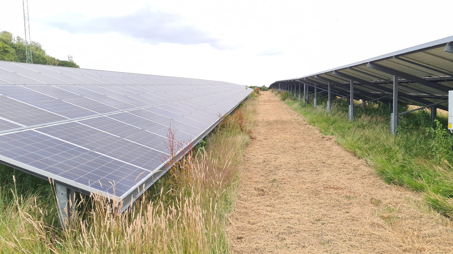 Solar panels above a maintained grass access strip