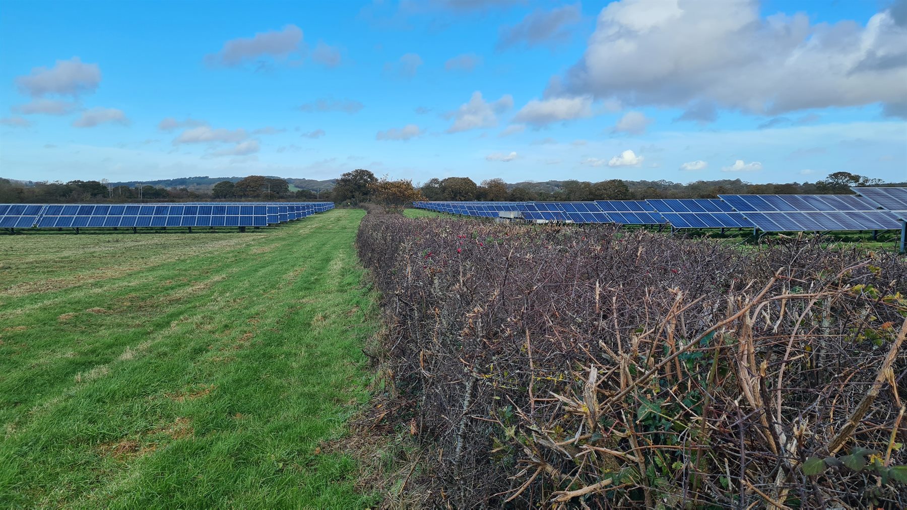 Mown access strip running through a solar farm