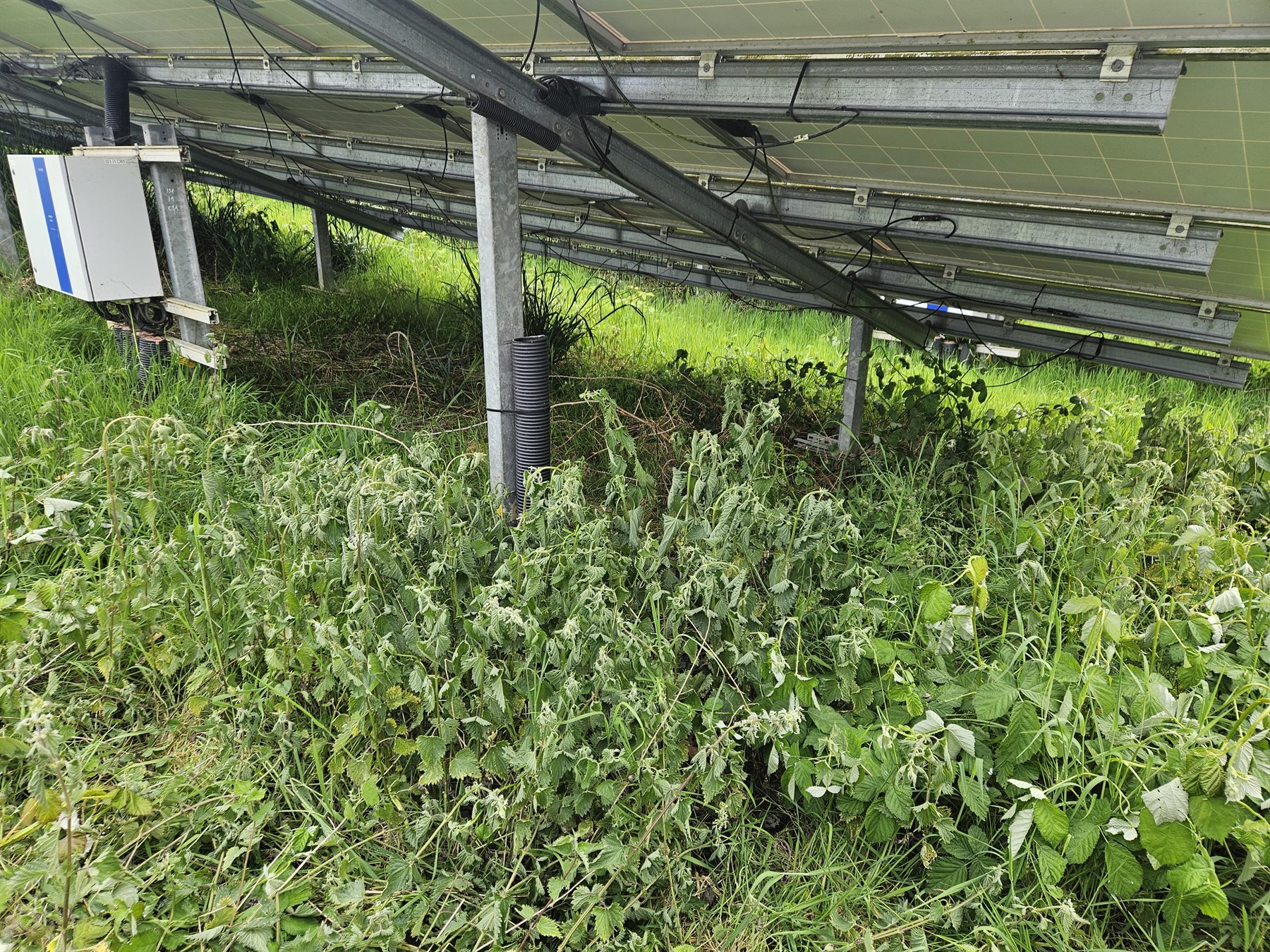 Vegetation growing beneath a solar-panel row