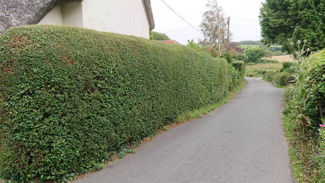 A neatly trimmed hedge along an Isle of Wight country lane