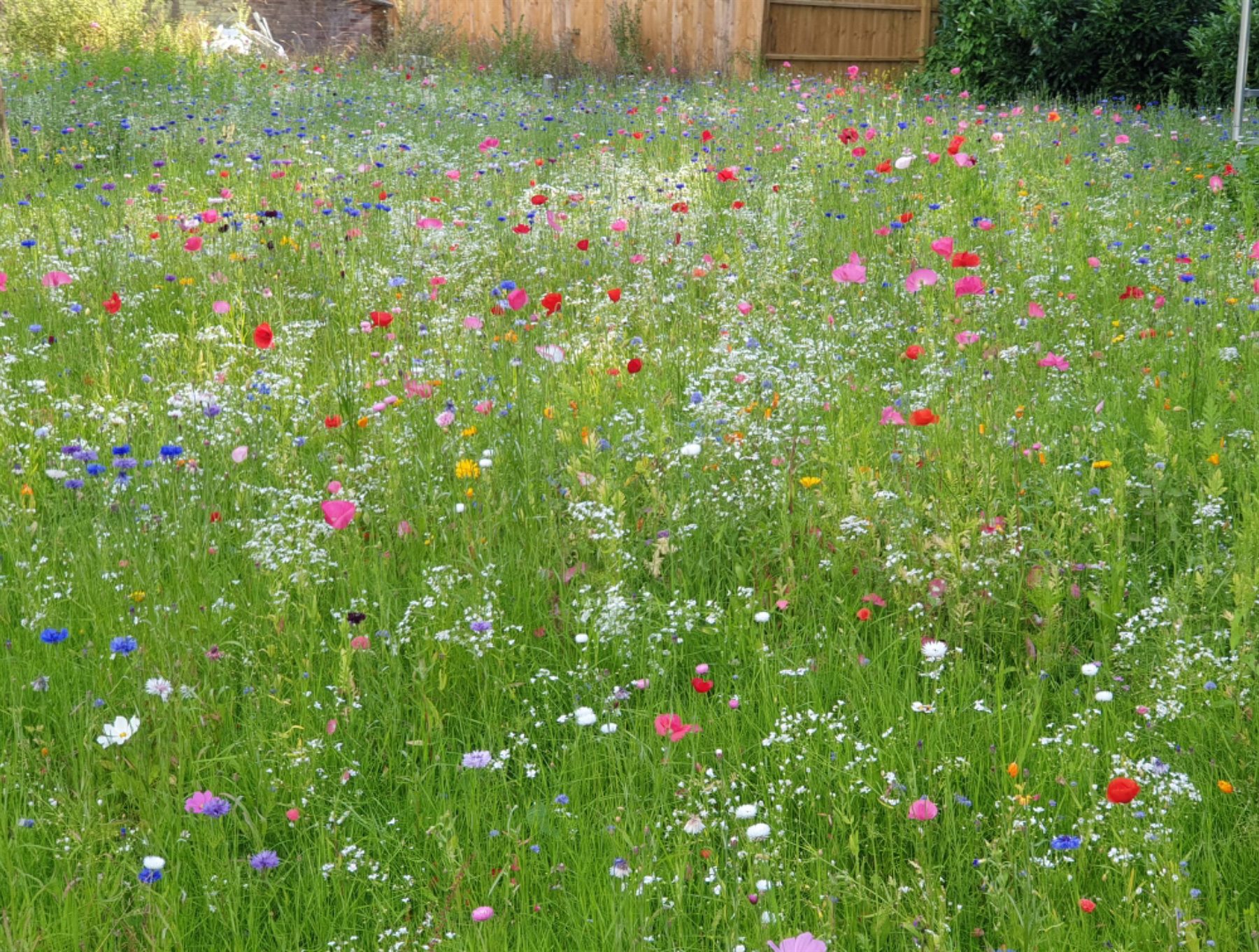A flourishing meadow filled with colourful wildflowers